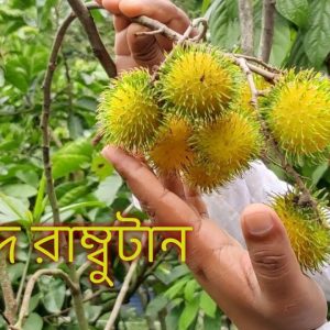 হলুদ রামম্বুটান