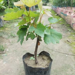 আঙ্গুর চারা