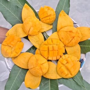 Himsagor mango