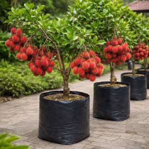 রামম্বুটান চারা