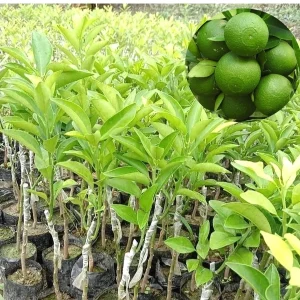 ৬ পিচ কমলা ও মাল্টা কম্ব