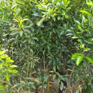 ৫ টি ভিন্ন জাতের হলের চারার কম্ব